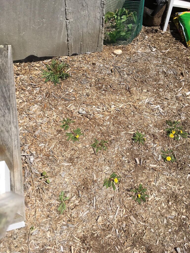 Natures Wisdom 20% Vinegar Weed & Grass Killer | Natural and Organic | 1 Gallon | Glyphosate Free Herbicide customer photo 1