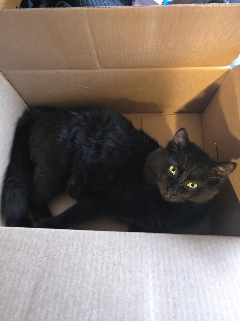 WORLD'S BEST CAT LITTER Comfort Care Unscented (15-Pounds) - Natural Ingredients, Quick Clumping, Flushable, 99% Dust Free & Made in USA customer photo 2