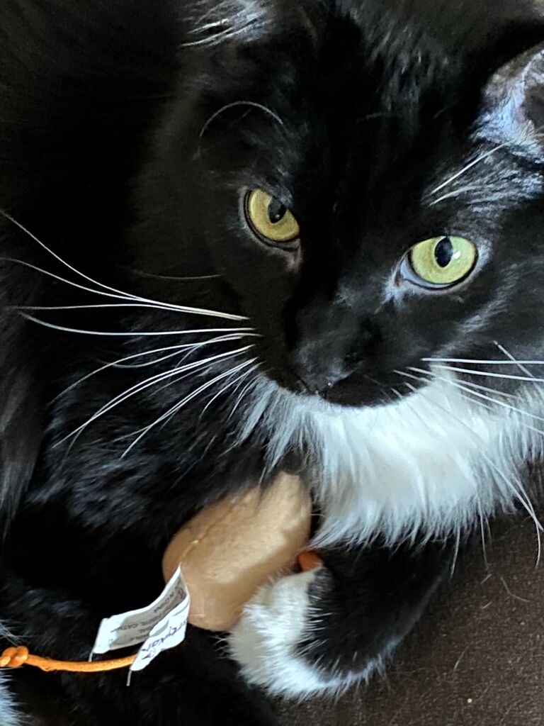 WORLD'S BEST CAT LITTER Multiple Cat Unscented, 15-Pounds - Natural Ingredients, Quick Clumping, Flushable, 99% Dust Free & Made in USA customer photo 1