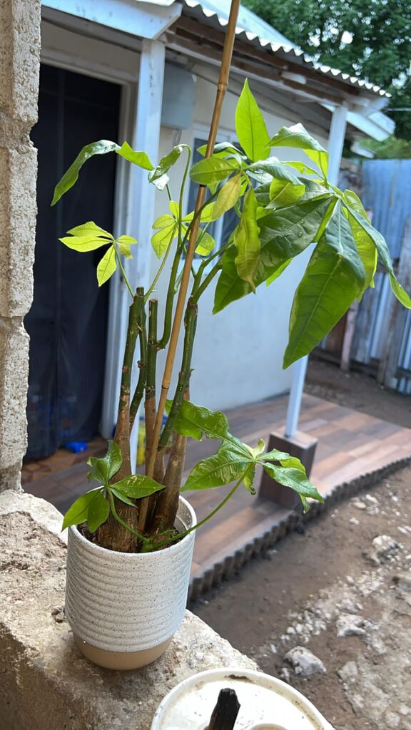 Costa Farms Money Tree (Pachira Aquatica) Live Indoor Bonsai-Style Plant, 12-16 Inches Tall, Braided Trunk Houseplant in Decorative Pot customer photo 1