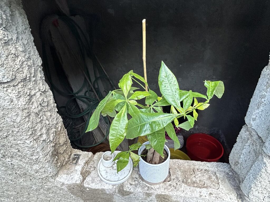 Costa Farms Money Tree (Pachira Aquatica) Live Indoor Bonsai-Style Plant, 12-16 Inches Tall, Braided Trunk Houseplant in Decorative Pot customer photo 2
