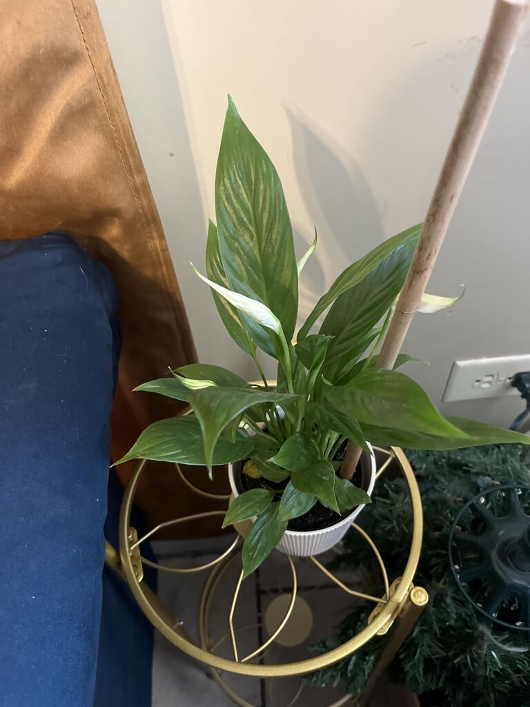 Costa Farms Live Indoor House Plants (3-Pack), Hand Selected Easy to Maintain Indoor Assorted Houseplants customer photo 1
