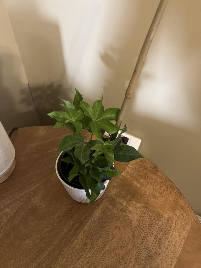 Costa Farms Live Indoor House Plants (3-Pack), Hand Selected Easy to Maintain Indoor Assorted Houseplants customer photo 2