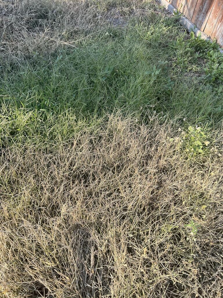 Natural Elements Weed Killer | Pet Safe, Safe Around Children | Natural Herbicide (1 Gallon) customer photo 2