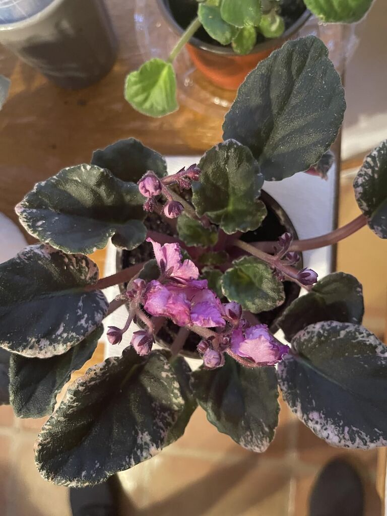 Saintpaulia - Violeta Africana surprise bloom - 4