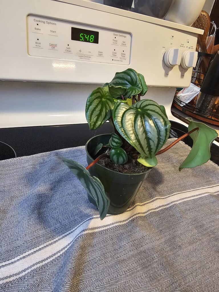 Live Baby Rubber Plant - 4'' Small Pot Peperomia Obtusifolia from California Tropicals, Ideal Gift for Office, Garden, Home Decor customer photo 1