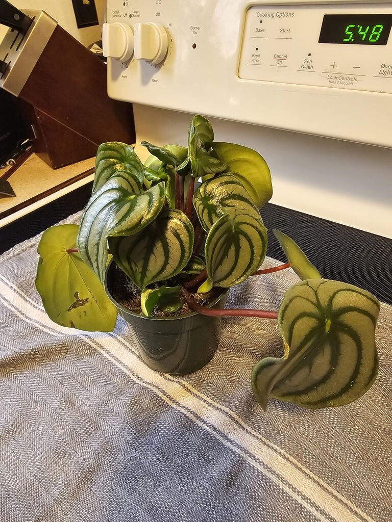 Live Baby Rubber Plant - 4'' Small Pot Peperomia Obtusifolia from California Tropicals, Ideal Gift for Office, Garden, Home Decor customer photo 2