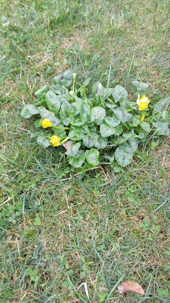 578 Vinegar Weed & Grass Killer Approved for Organic Production Pet Safe Glyphosate Free Herbicide, Gallon 1 customer photo 2