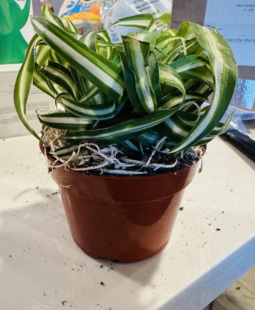 Bonnie Curly Spider Plant - Easy - Cleans The Air - 4