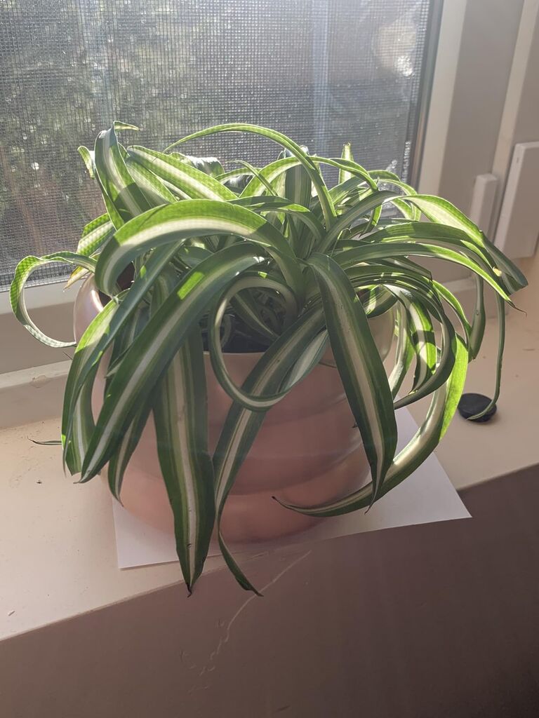 Bonnie Curly Spider Plant - Easy - Cleans The Air - 4
