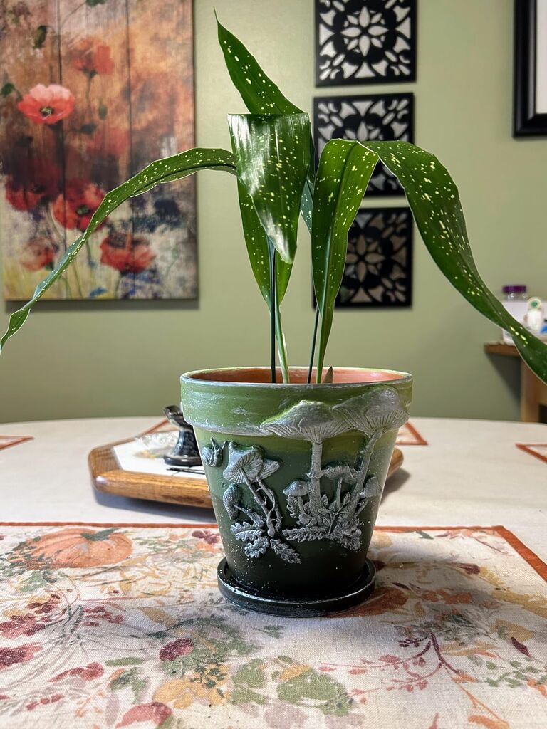 Aspidistra Elatior 'Milky Way' - 4