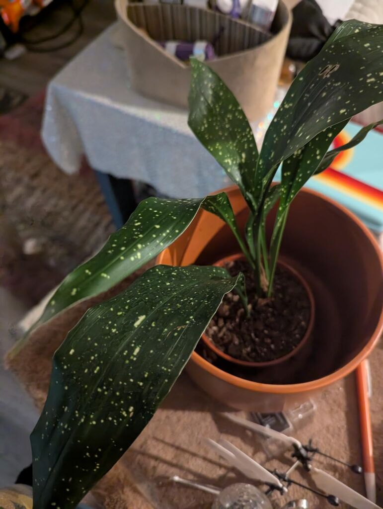 Aspidistra Elatior 'Milky Way' - 4