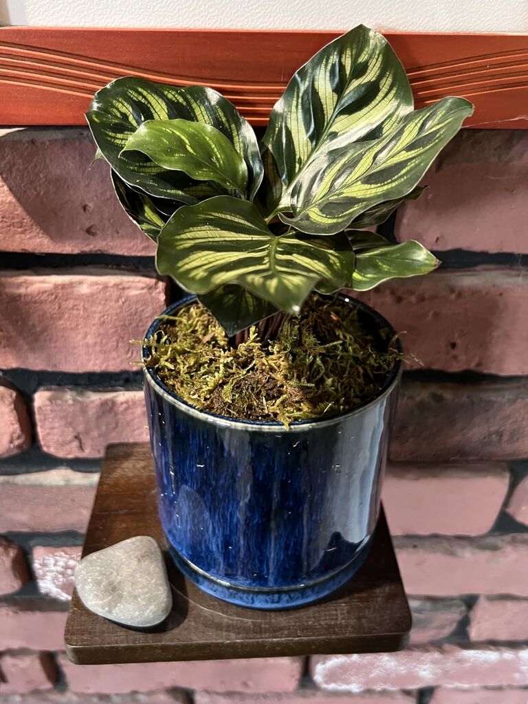 Live Calathea Houseplant (4 Pack), Pet Safe Plants for Cats & Dogs, Makoyana, Rattlesnake, Roseopicta, Air Purifying Indoor Plant Mix customer photo 1