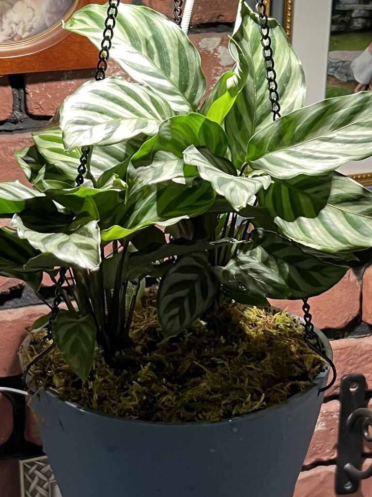 Live Calathea Houseplant (4 Pack), Pet Safe Plants for Cats & Dogs, Makoyana, Rattlesnake, Roseopicta, Air Purifying Indoor Plant Mix customer photo 2