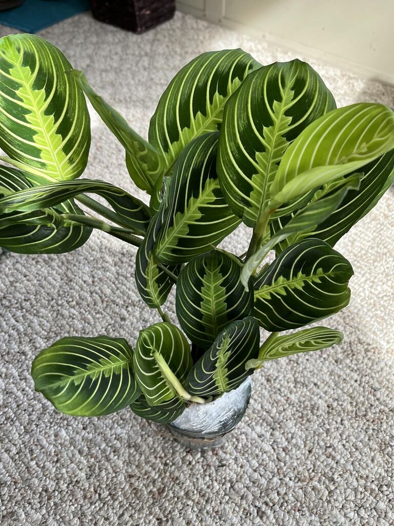 Live Plant, Lemon Lime Maranta Prayer Plant, Pet Friendly, Air Purifying, Easy Care, 12-16 inch Tall customer photo 1