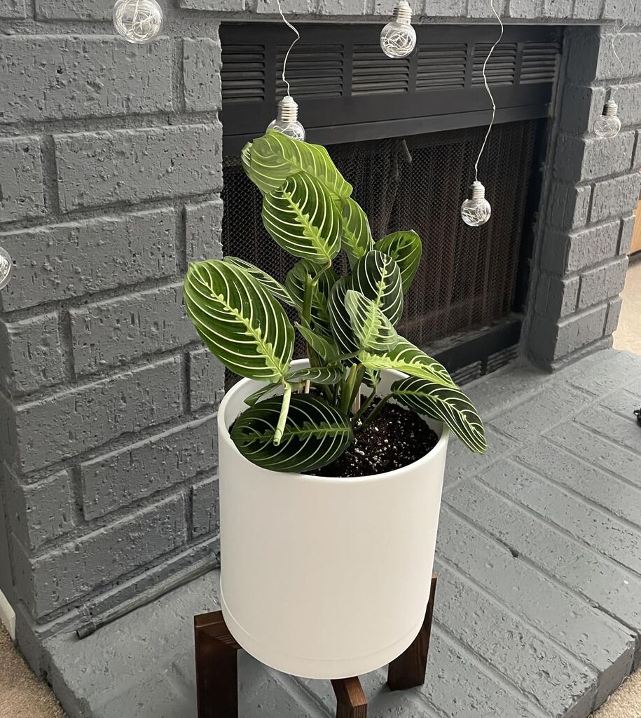 Live Plant, Lemon Lime Maranta Prayer Plant, Pet Friendly, Air Purifying, Easy Care, 12-16 inch Tall customer photo 2