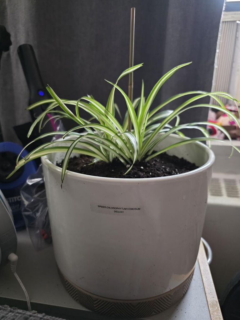 Variegated Spider Plant - Extra-Large - Air-Purifying, Low Maintenance, Thrives in Home & Office - Chlorophytum comosum customer photo 1