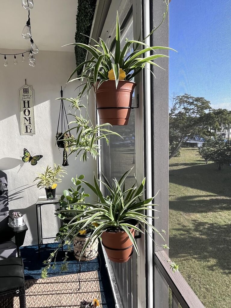 Variegated Spider Plant - Extra-Large - Air-Purifying, Low Maintenance, Thrives in Home & Office - Chlorophytum comosum customer photo 2