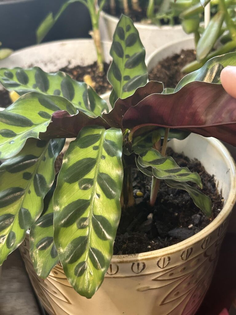Rattlesnake Calathea Live Plant - Air Purifier, Colorful House Plant (Calathea Lancifolia) customer photo 1