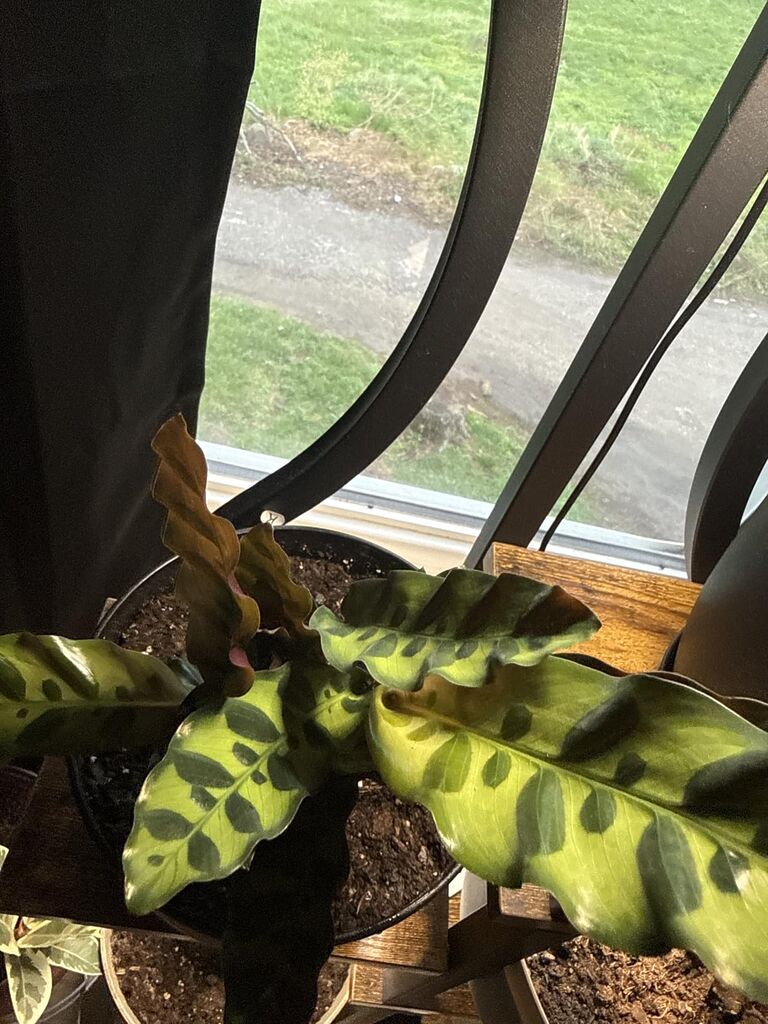 Rattlesnake Calathea Live Plant - Air Purifier, Colorful House Plant (Calathea Lancifolia) customer photo 2