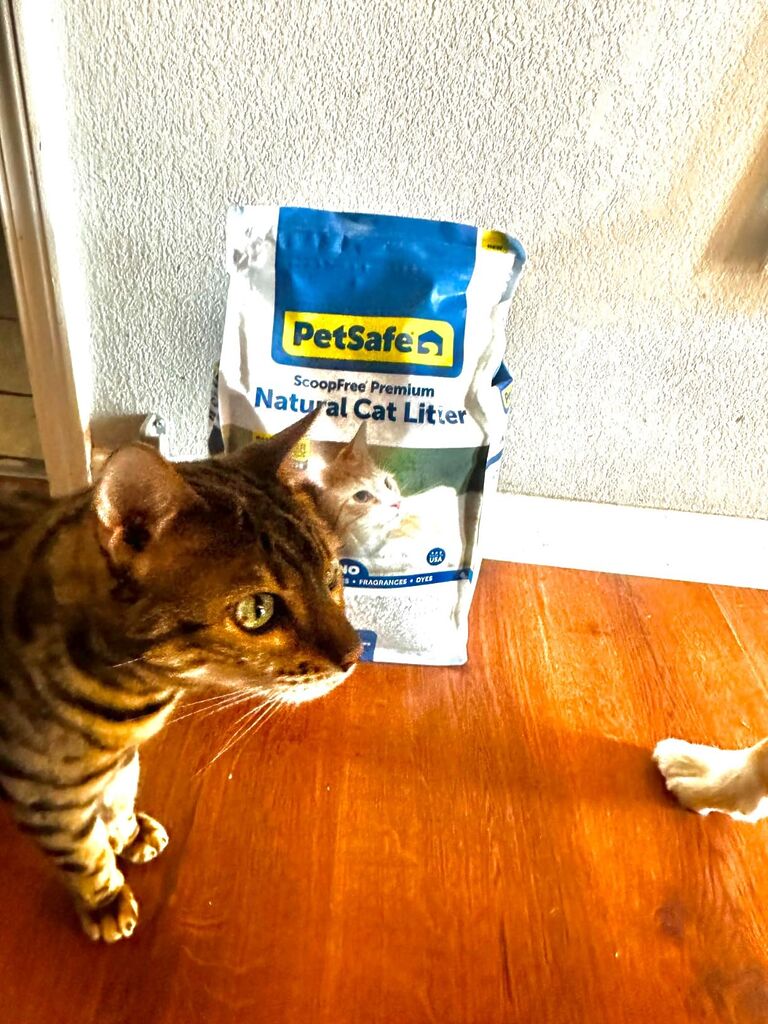 PetSafe ScoopFree Premium Fragrance-Free Natural Cat Litter - Long-Lasting Litter - High Absorbency & Low-Tracking Design - Non-Clumping Pebbles - 8 lb Bag customer photo 1