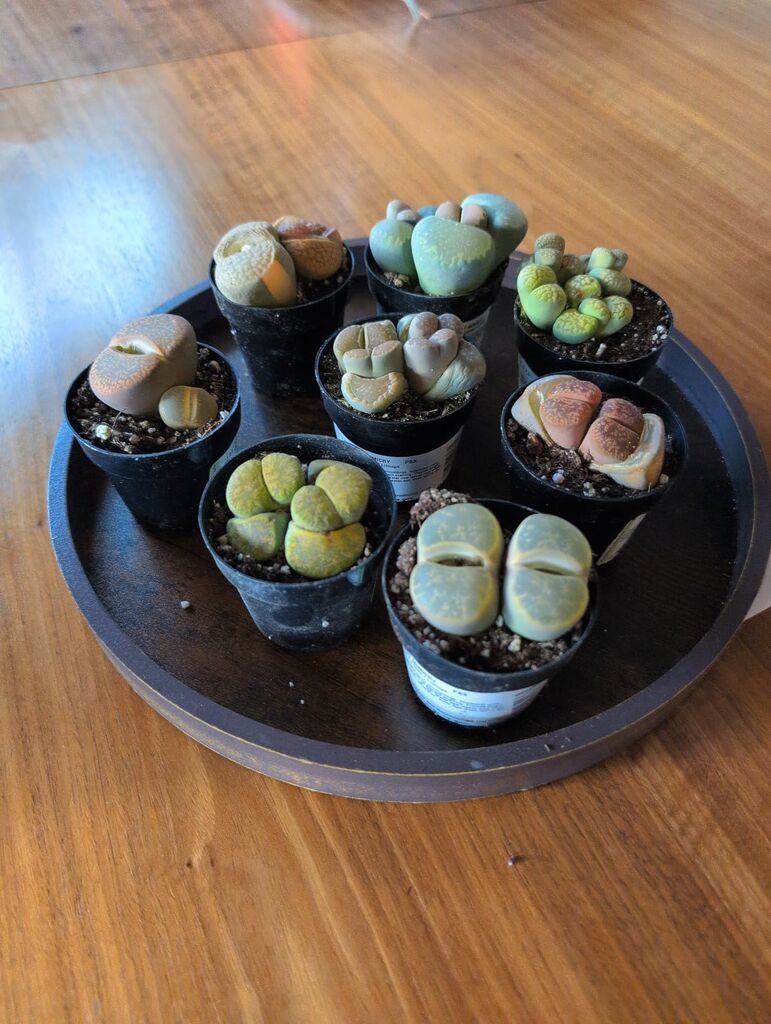 Altman Plants Pet Friendly Plant Pack (3PK) Real Succulents, Pet Safe Plants & Succulent Plants customer photo 1