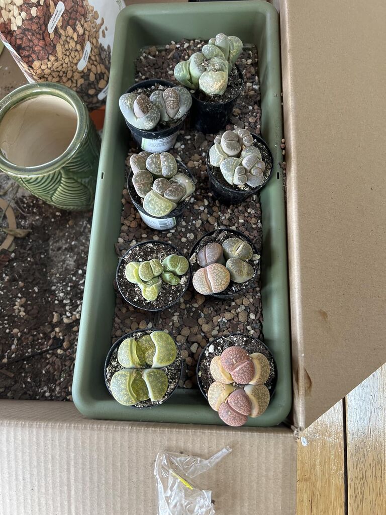 Altman Plants Pet Friendly Plant Pack (3PK) Real Succulents, Pet Safe Plants & Succulent Plants customer photo 2