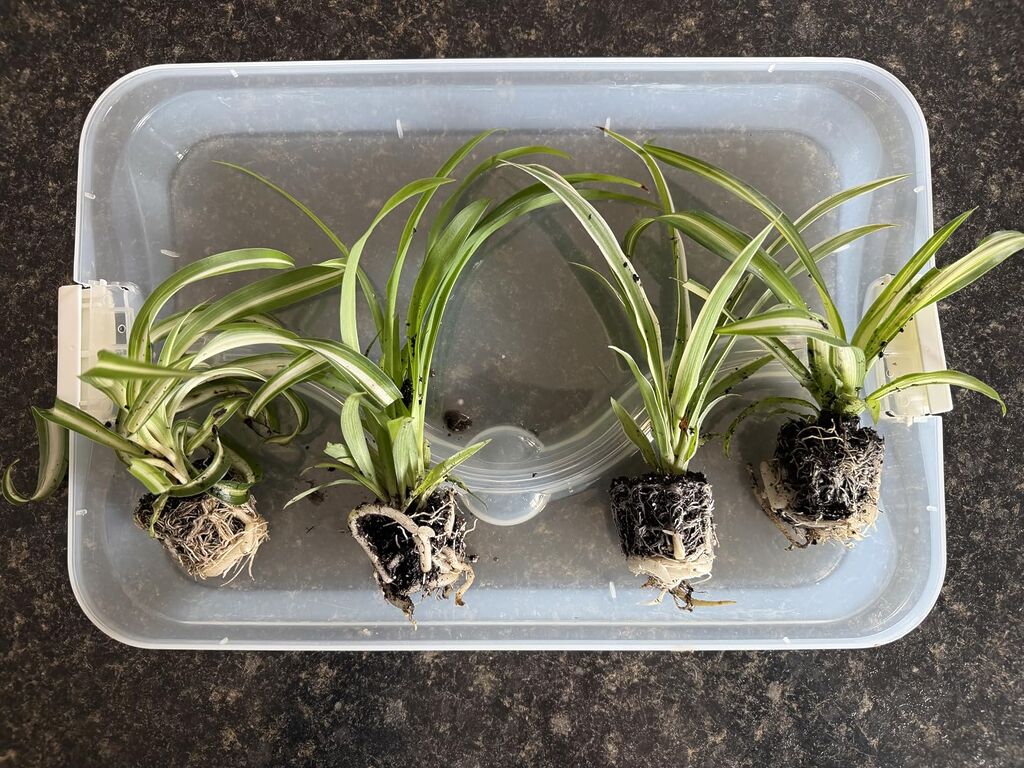 Spider Plant Variety Pack - 4 Spider Plants Live House Plants - Ocean, Hawaiian, Green, Bonnie Curly customer photo 1