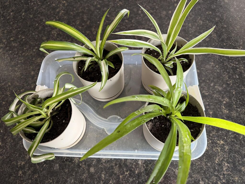 Spider Plant Variety Pack - 4 Spider Plants Live House Plants - Ocean, Hawaiian, Green, Bonnie Curly customer photo 2