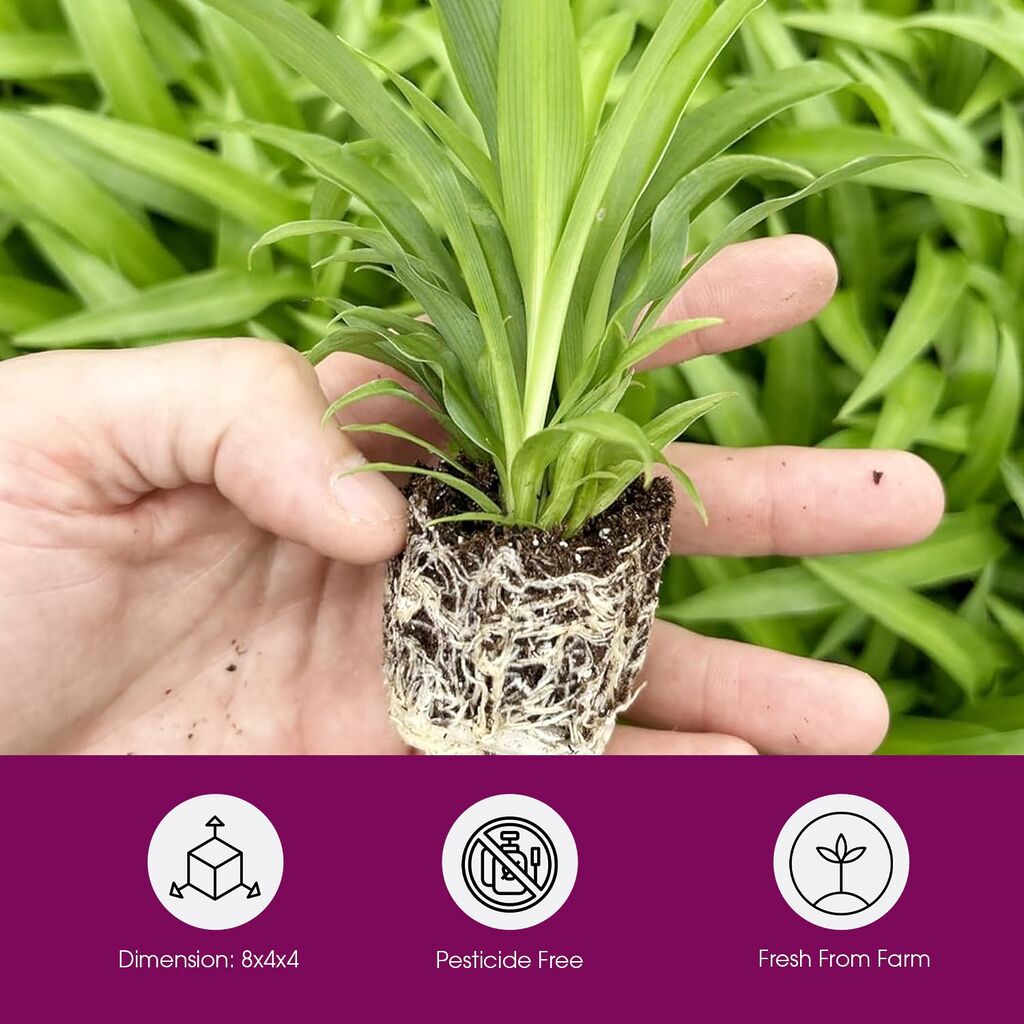 3 Pack Airplane Spider Plant - Live Indoor Houseplant | Air-Purifying, Low Maintenance customer photo 1