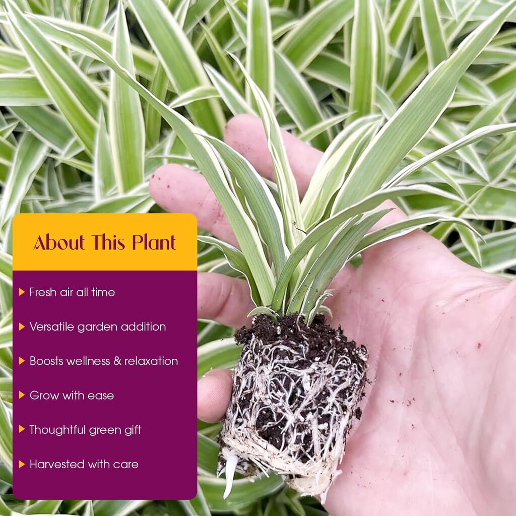 3 Pack Airplane Spider Plant - Live Indoor Houseplant | Air-Purifying, Low Maintenance customer photo 2
