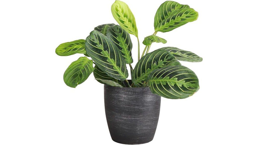 Thorsens Greenhouse Lemon Lime Prayer Plant in 4