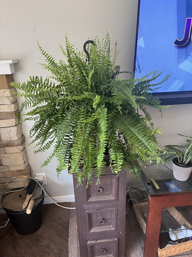 Costa Farms Boston Fern Live Plant in Plastic Pot, Air Purifying Large Indoor & Outdoor Houseplant customer photo 1