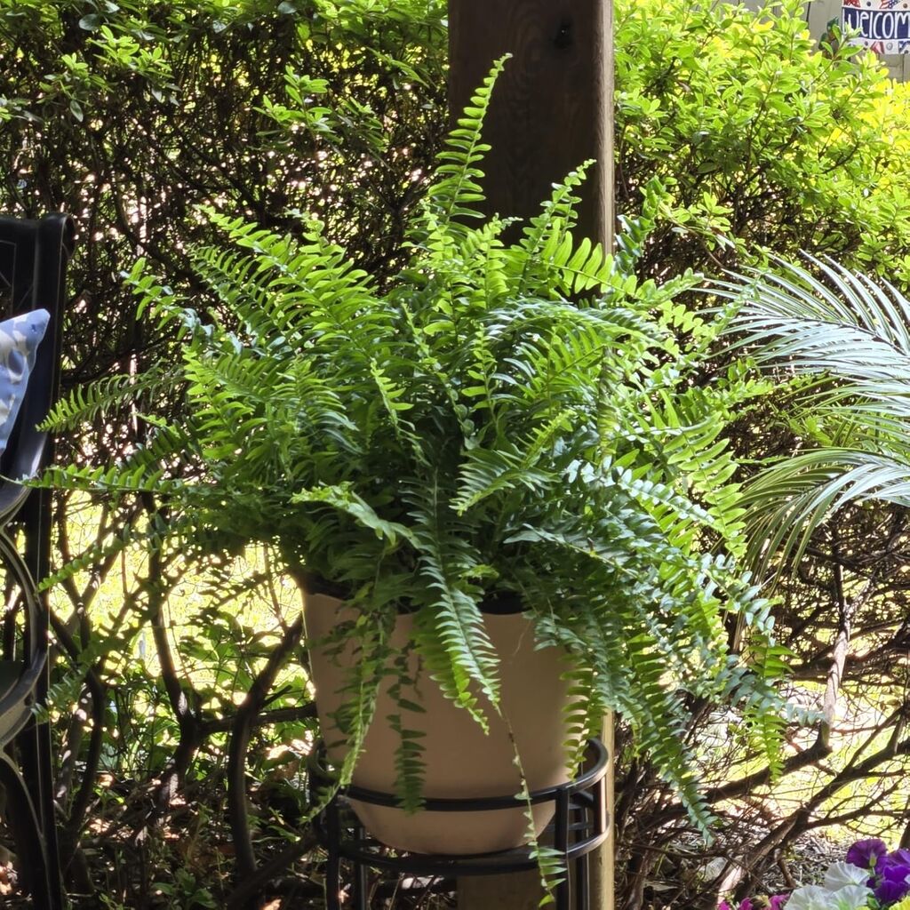 Costa Farms Boston Fern Live Plant in Plastic Pot, Air Purifying Large Indoor & Outdoor Houseplant customer photo 2