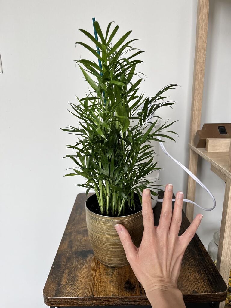 Thorsen's Greenhouse Parlor Palm Plant, Live Indoor Plant, Neanthe Bella Palm customer photo 1