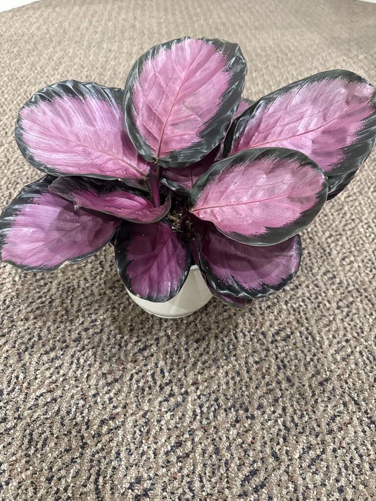 Plants for Pets Calathea Makoyana, Pet Friendly Prayer Decor in 6