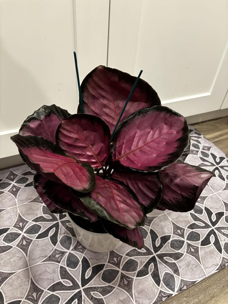 Plants for Pets Calathea Makoyana, Pet Friendly Prayer Decor in 6
