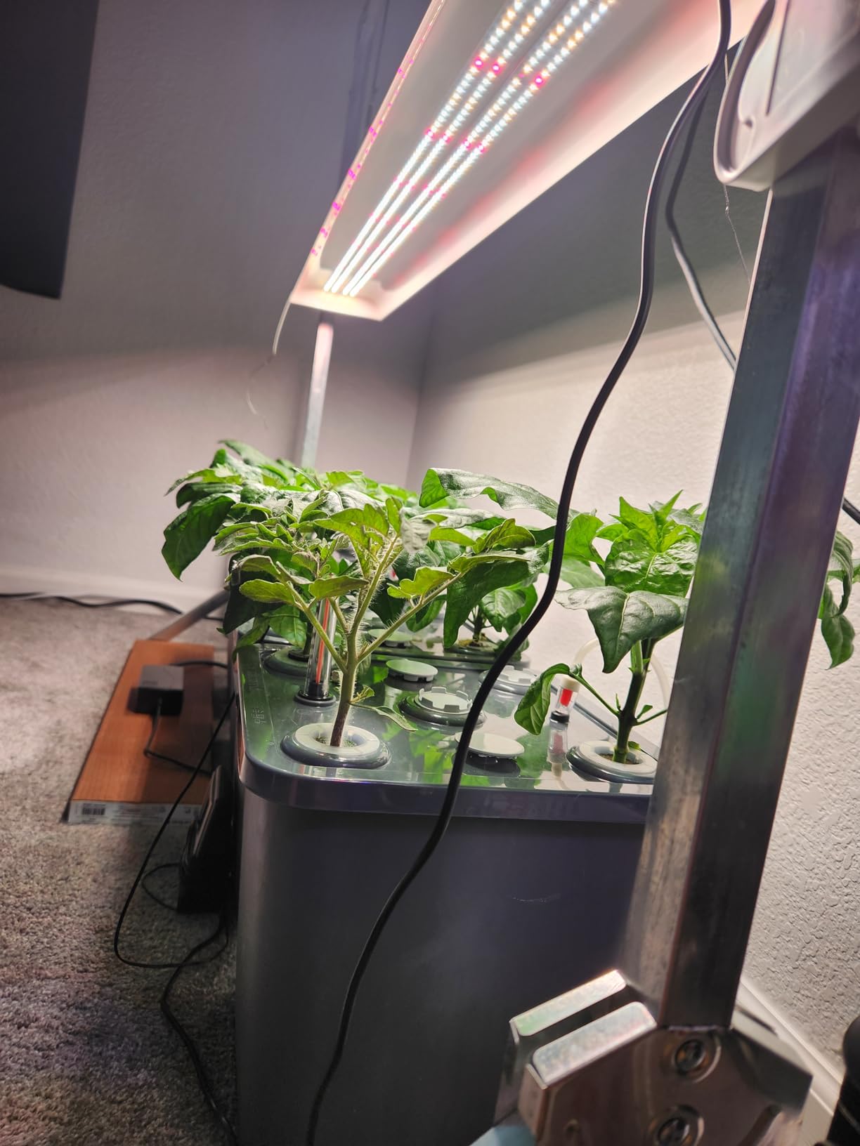 4 Hydroponic Buckets Kit for Plants, Hydroponics Growing System for Herbs/Tomato/Vegetables, DWC System with Air Pump & Germination Tray (Complete Indoor Hydroponic Gardening Supplies) customer photo 1