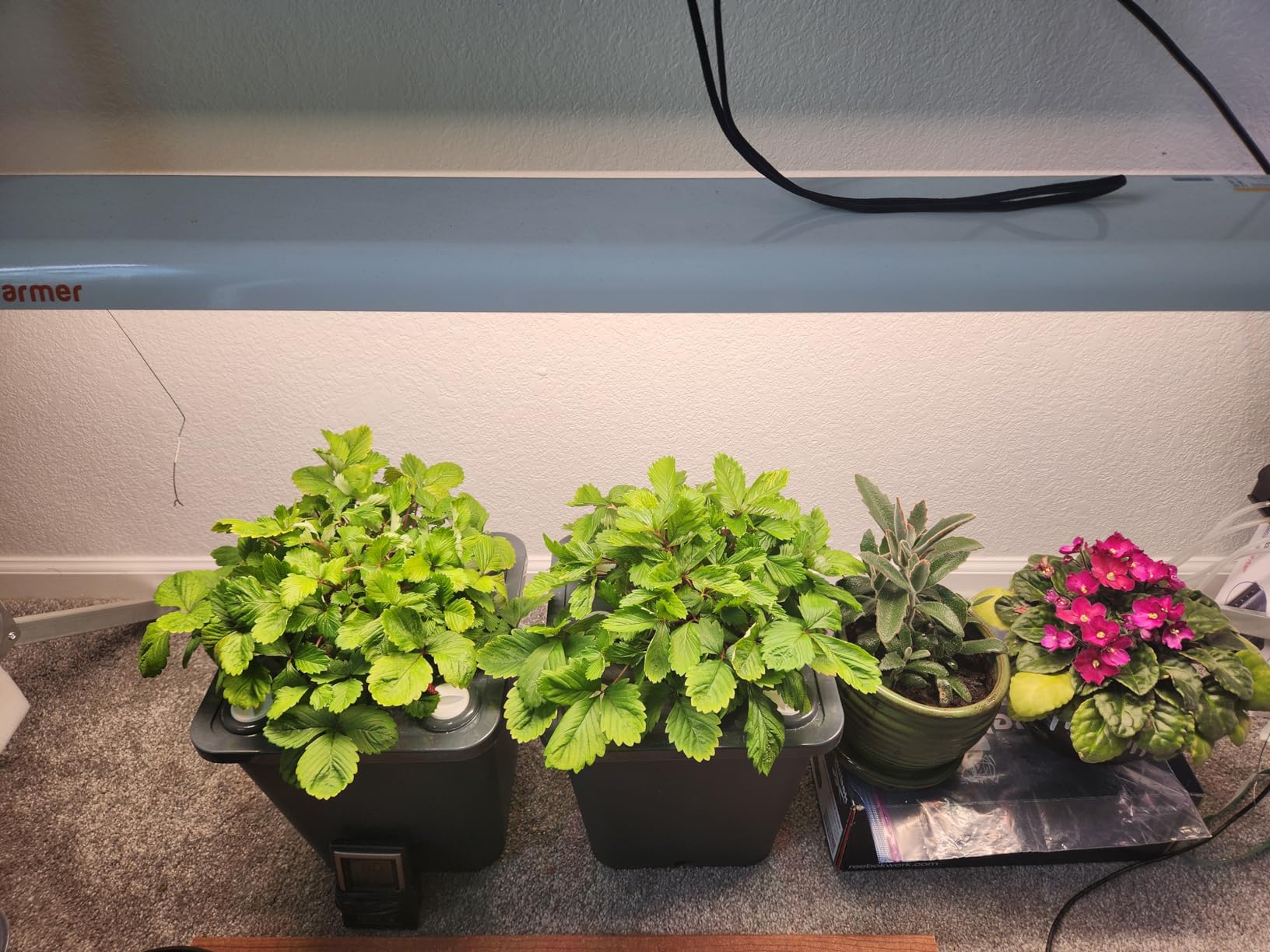 4 Hydroponic Buckets Kit for Plants, Hydroponics Growing System for Herbs/Tomato/Vegetables, DWC System with Air Pump & Germination Tray (Complete Indoor Hydroponic Gardening Supplies) customer photo 2