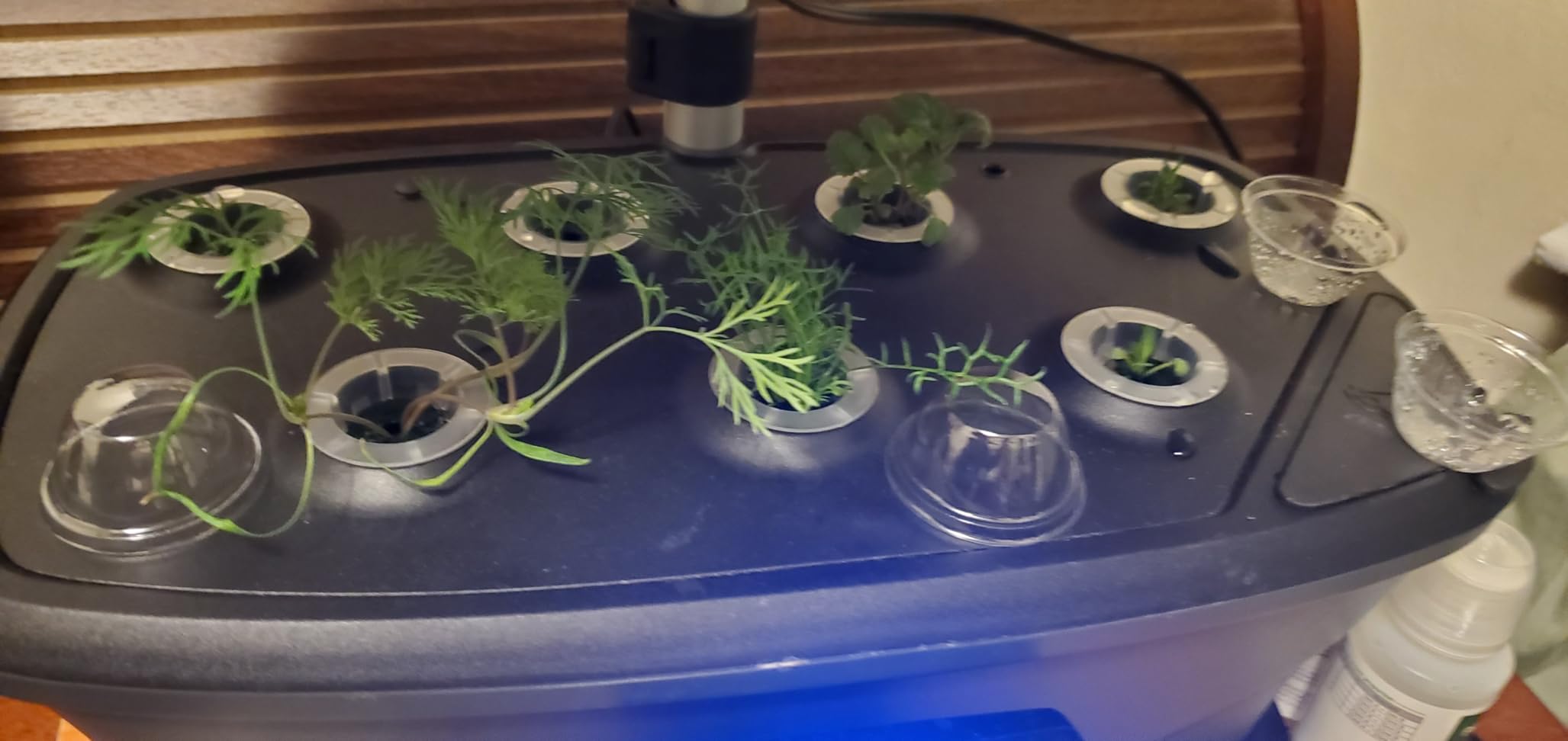 Herb Growing Kit Indoor for Hydroponics and Aquaponics- Includes Medicinal Lavender, Chamomile, Lemon Balm, Peppermint and Echinacea Heirloom Garden Seeds, Grow Seedpods Domes customer photo 2