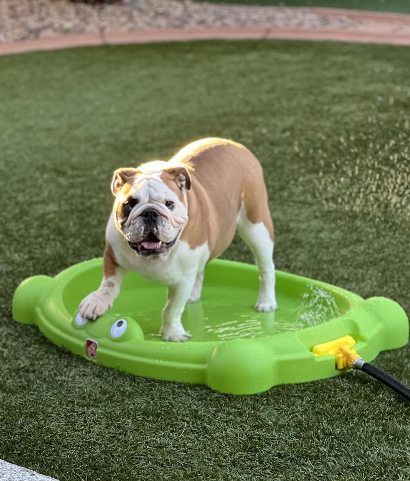 Step2 Water Bug Splash Pad, Kids Water Table & Sand Activity Sensory Playset, Sprinkler & Pool, Summer Outdoor Toys, for Toddlers 1.5+ Years Old customer photo 2
